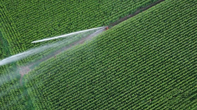 Water wasting with a sprinkler machine, Corn monoculture in France in summer.