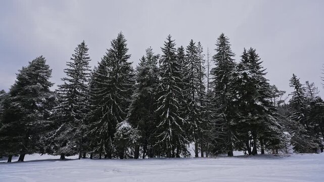 Dense Snow Covered Pine Forest Winter Landscape. 6 January 2026