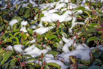 Snow on green leaves. Bushes after an unexpected snowfall. Bad weather in the southern regions.