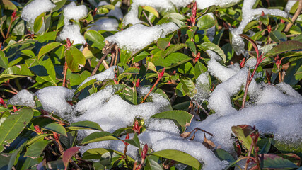 Snow on green leaves. Bushes after an unexpected snowfall. Bad weather in the southern regions.