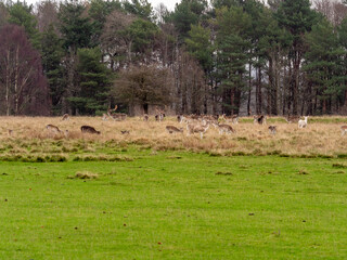 Obraz premium Variety of male and female and deer breeds at Tatton Park, Knutsford, Cheshire, UK