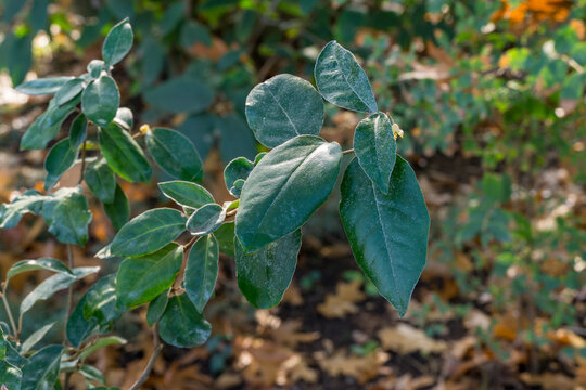 Green leaves on Elaeagnus ebbingei or silverberry, or oleaster ornamental shrub branch with small white flower buds, set against  blurred natural background in autumn