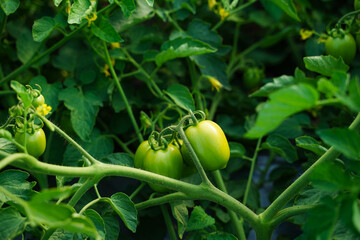 Fototapeta premium Fresh Green tomatoes agriculture field