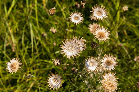 vista macro di vari fiori secchi dalle tonalit&agrave; argentate e dorate, in un prato d'erba verde, di giorno, in estate, in Slovenia