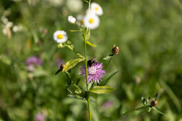 vista macro di un bombo su un fiore color rosa, in un ambiente naturale, in un campo verde, di giorno, in estate, in Slovenia