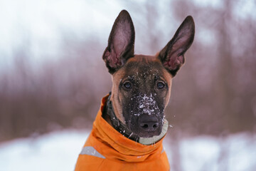 The portrait of a cute 5-month-old Belgian Shepherd Malinois puppy posing outdoors sitting on a snow wearing a yellow jacket and a green collar with a GPS tracker on it in winter