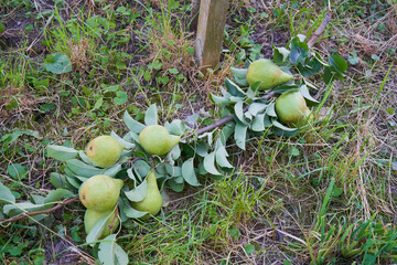 broken branch of unripe green pears on the ground, A branch with unripe green pears lies on the ground