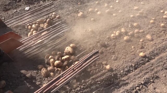 Close-up of a tractor using rods to pull potatoes out of the ground, illustrating modern agricultural harvesting techniques.