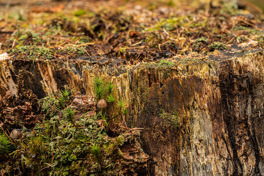 vista macro del ceppo di un vecchio albero marcio e rovinato dalle intemperie, parzialmente coperto da piccoli strati di muschi e licheni