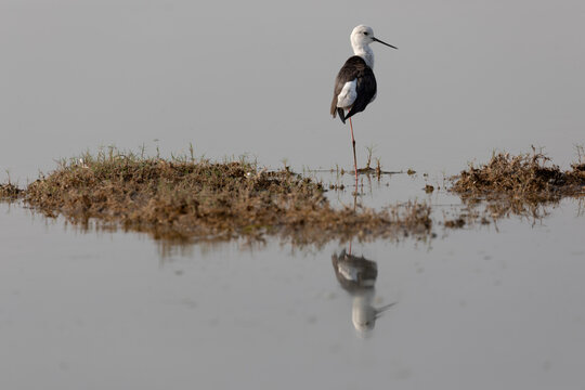 Black-winged stilt on the Chambal River, Madhya Predesh, India