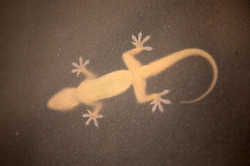 Underside of a gecko viewed through frosted glass