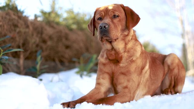 Fox red labrador retriever lying calmly in a winter garden outdoors, relaxed posture in cold natural daylight