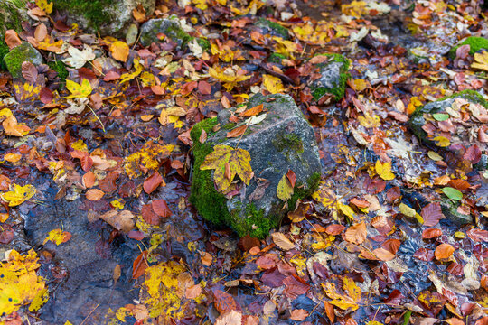 Colorful autumn leaves rest and drift in a shallow forest stream around moss-covered stones. Natural seasonal background highlighting textures, moisture, and calm woodland atmosphere with rich fall co