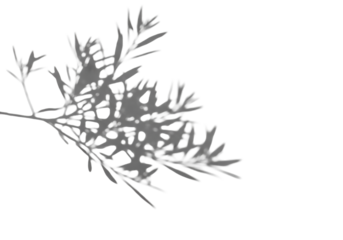 highly detailed soft shadow pattern of delicate small-leafed tree branches against a seamless transparent studio background with expansive negative space. minimalist aesthetic concept