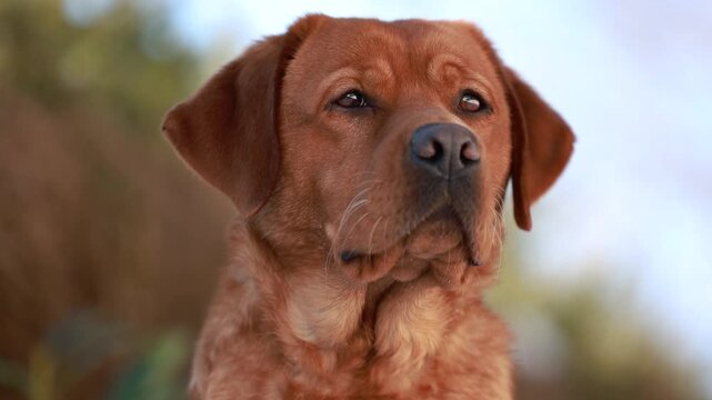 Close up head portrait of a fox red labrador retriever with vibrant colors, strong contrast and calm expression outdoors