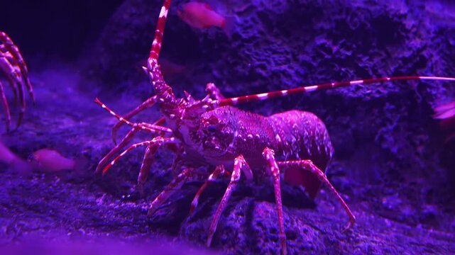 A spiny rock lobster crawls over rocky substrate as pink anthias swim in an indoor aquarium in Gran Canaria, under purple pink LED lighting and shallow depth of field.