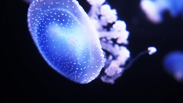 Translucent blue spotted jellyfish drift in a dark tank at a Gran Canaria aquarium, bells pulse and frilly oral arms curl, soft glow contrasts with black