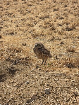 Rare Aruban Burrowing Owl Shoco Standing in its Natural Desert Habitat in Aruba