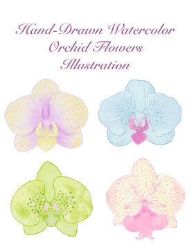 Hand-Drawn Watercolor Orchid Flower Illustration In Bector