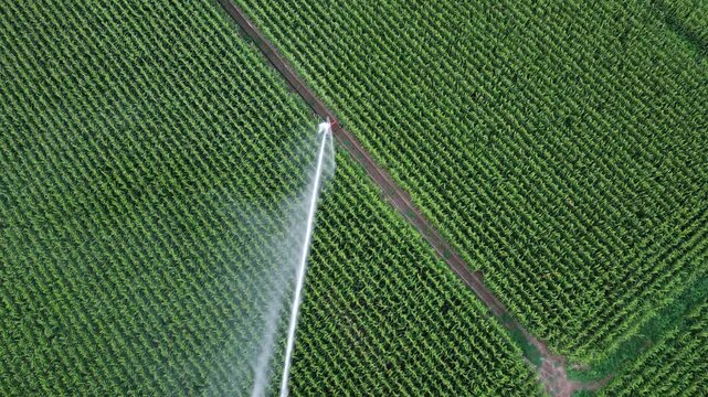 Top-down Aerial of a sprinkler irrigation of a field with corn in summer
