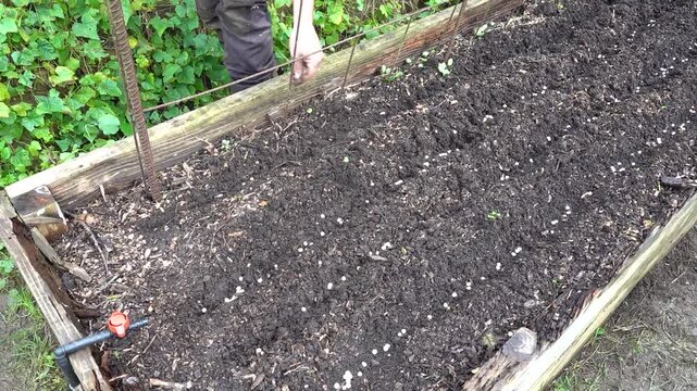gardener sows peas in raised wooden bed. growing peas in the vegetable garden