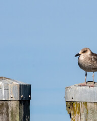 Fototapeta premium Seagull stands on a pier post by the water on a sunny day in a coastal area