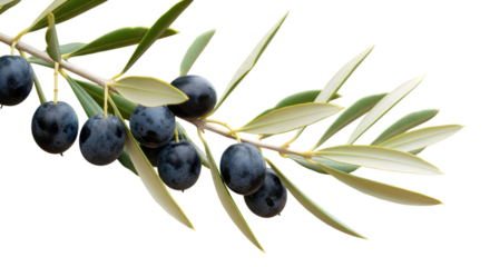Olive Branch | Natural Mediterranean Plant | olive