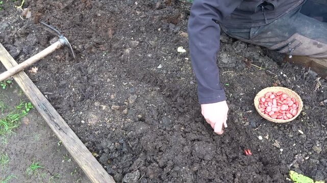 broad bean cultivation in raised wooden bed. farmer sows beans in vegetable garden