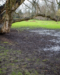 Wet ground under a large tree with bare branches in a park during early spring