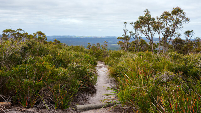 Narrow hiking trail through dense scrubland