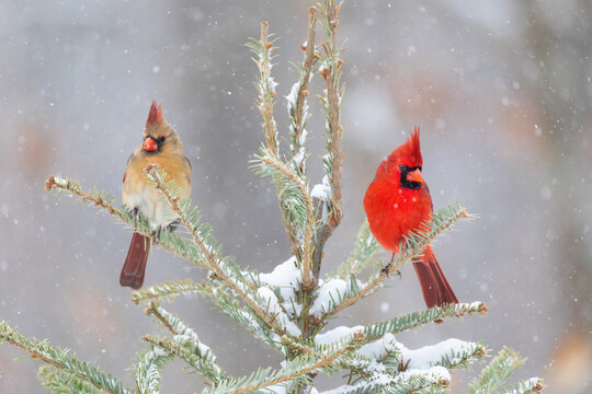 01530-25109 Northern Cardinal (Cardinalis cardinalis) male & female in spruce tree in winter snow Marion Co. IL