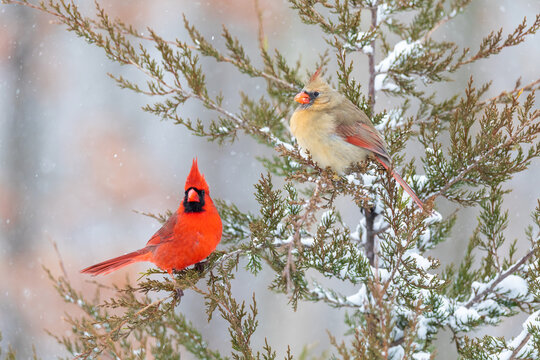01530-25105 Northern Cardinal (Cardinalis cardinalis) male & female in Red Cedar tree in winter snow Marion Co. IL