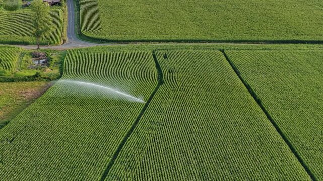 Aerial of a sprinkler irrigation of a field with corn in summer