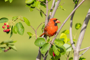 01530-25606 Northern Cardinal (Cardinalis cardinalis) male eating Serviceberries (Amenlanchier canadensis) Marion Co. IL