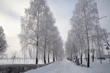 Winter textures with hoar frost and snow-covered trees