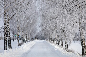 Winter textures with hoar frost and snow-covered trees