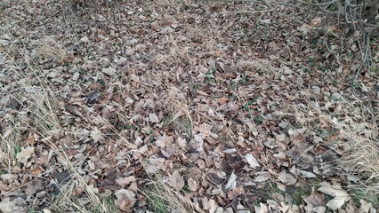 Autumn Forest Floor Covered in Dry Leaves.