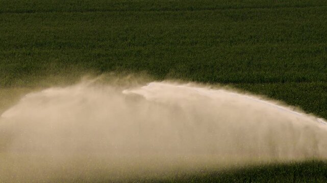 Aerial of a sprinkler irrigation of a field with corn in summer