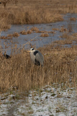 great blue heron