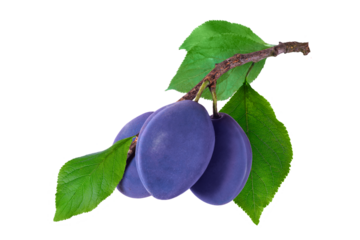 Fresh ripe blue purple, violet plums on branch with green leaves isolated on transparent background. Perfect for organic food, healthy diet, garden harvest and natural fruit design concepts.