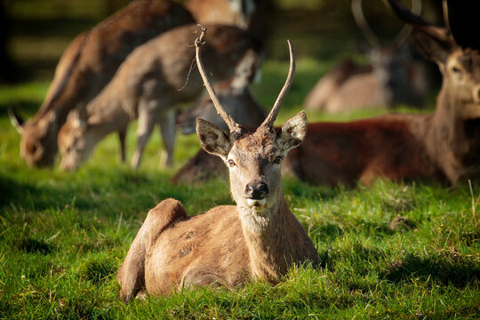 A slim-antlered male fallow deer rests at Studley Royal in Ripon while the herd grazes behind.