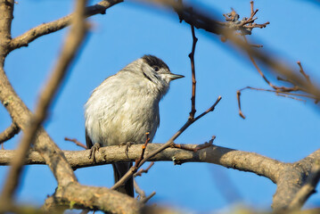 Fototapeta premium Eurasian Blackcap perched on a branch in the morning light