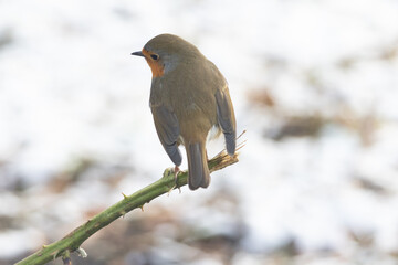 robin on branch