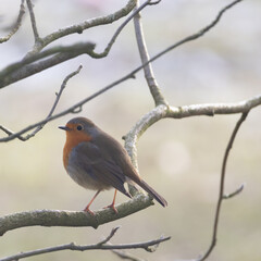 robin on snow