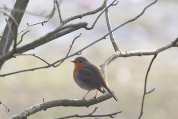 robin on a branch