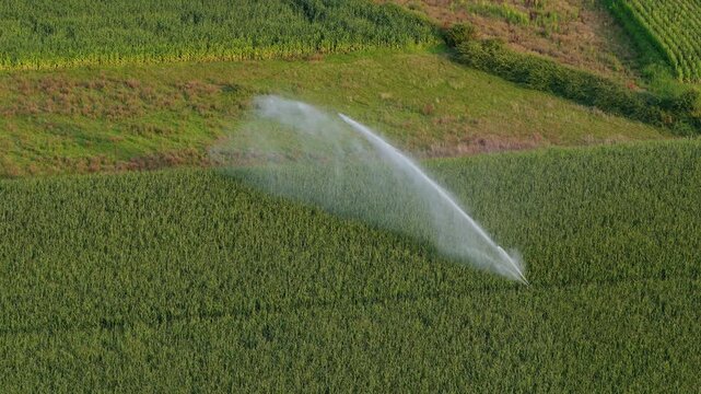 Industrial irrigation of a cornfield. Water waste on corn monoculture in France in summer.