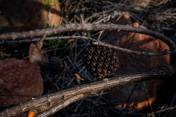 Obraz premium wild boar in the forest