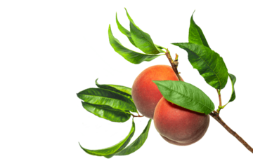 Branch with several ripe peaches and green leaves isolated on transparent background. Perfect for juice packaging design, organic product branding, healthy food themes and summer fruit advertising.