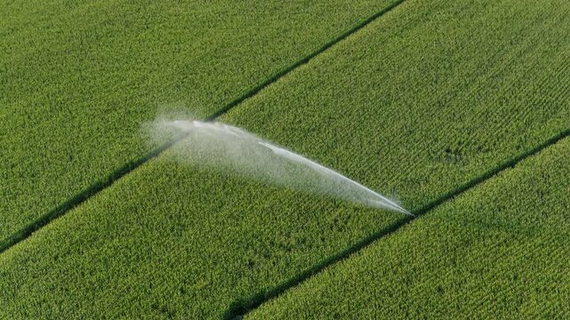 Aerial of a sprinkler irrigation of a field with corn in summer
