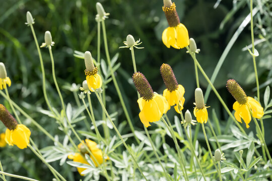 Beautiful prairie coneflower (Ratibida columnifera).